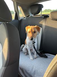 Jack Russell Maschio disponibile per monta