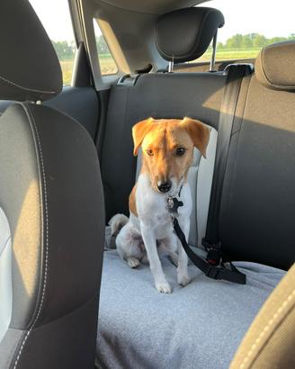 Jack Russell Maschio disponibile per monta