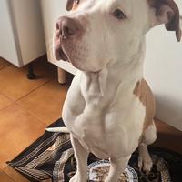Pitbul
