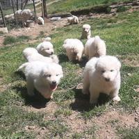 Cuccioli pastore maremmano abruzzese