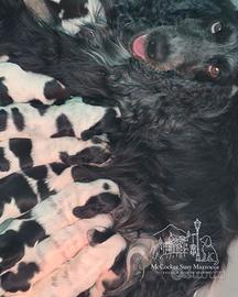 Cuccioli di cocker inglese