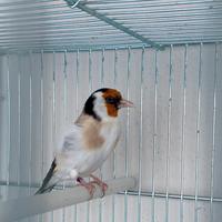 Cardellino mayor Agata femmina