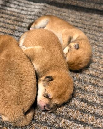Shiba Inu cuccioli con Pedigree