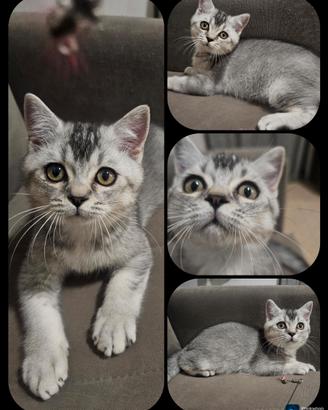 British Shorthair cucciolo maschio pedigree