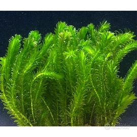 Egeria Densa (Elodea) – Pianta Ossigenante Antialg