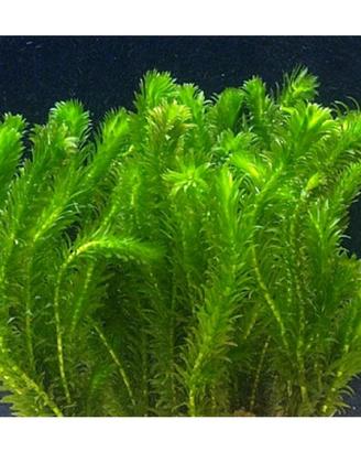 Egeria Densa (Elodea) – Pianta Ossigenante Antialg