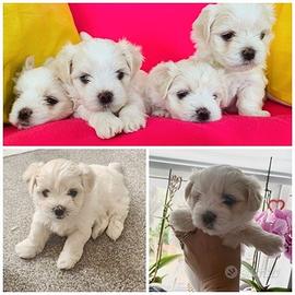Cuccioli di maltese