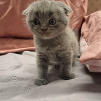 Scottish fold è straight