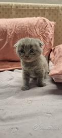 Scottish fold è straight