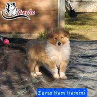 Cucciolo Maschio Pastore scozzese collie