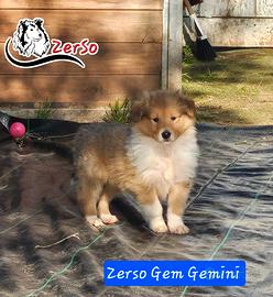 Cucciolo Maschio Pastore scozzese collie