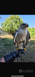 Rapace poiana ferruginosa maschio 2025