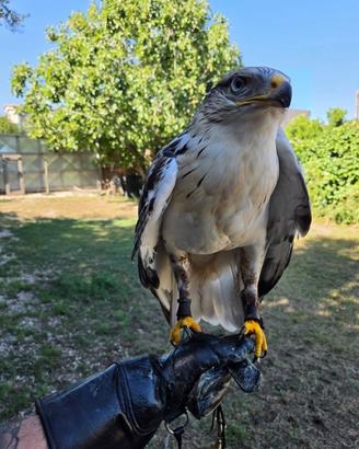 Rapace poiana ferruginosa maschio 2025