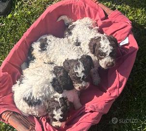 Cuccioli lagotto Romagnolo