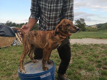Cuccioli di segugio maremmano da cinghiale