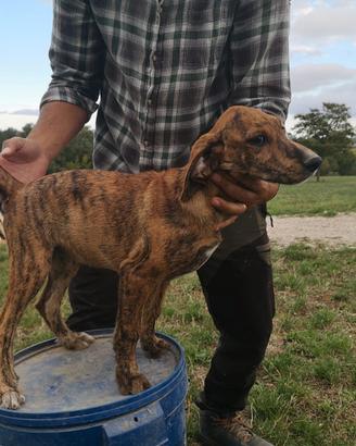 Cuccioli di segugio maremmano da cinghiale
