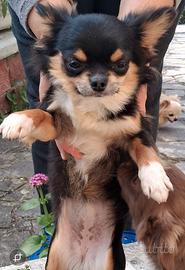 Femmina simil chihuahua