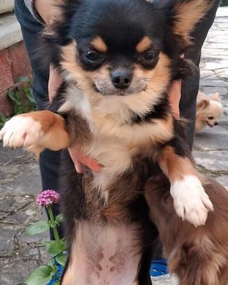 Femmina simil chihuahua