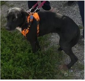 Femmina meticcia - 5 anni circa - taglia media