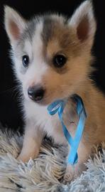 Siberian husky cucciolata con pedigree