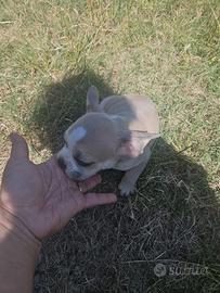 Bulldog Francese