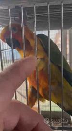 Conuro del sole allevato a mano