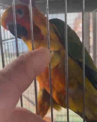 Conuro del sole allevato a mano