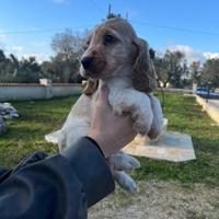 Cocker spaniel inglese