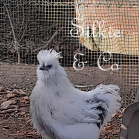 Moroseta silkie PEZZATO dalmatan