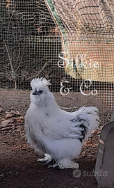 Moroseta silkie PEZZATO dalmatan