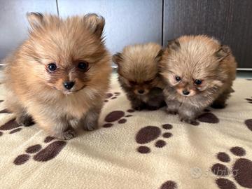 Cuccioli di Spitz Pomerania