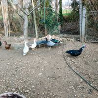 Anatre mute anatre muschiate