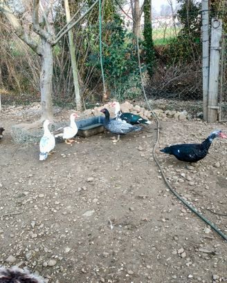 Anatre mute anatre muschiate