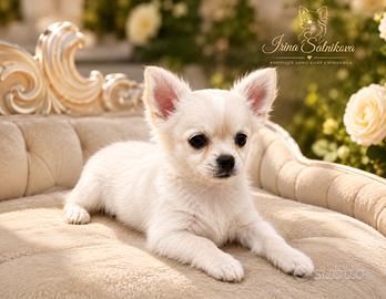 La cucciola di chihuahua a pelo lungo con Pedigree
