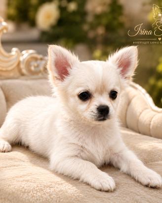La cucciola di chihuahua a pelo lungo con Pedigree