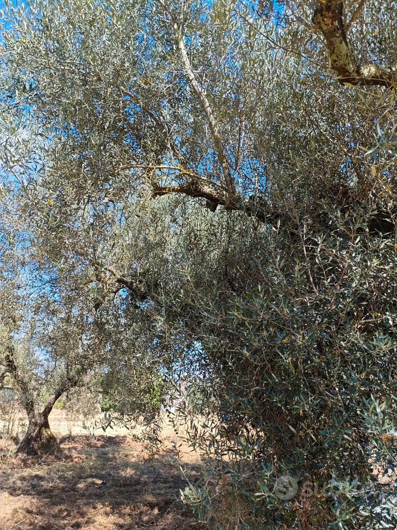 Uliveto 1 Ettaro Piante Secolari Casale Olio - Altro