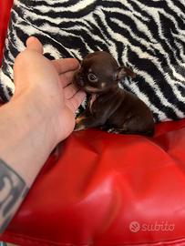 Chihuahua, maschio, cioccolato Focato mini