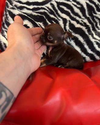 Chihuahua, maschio, cioccolato Focato mini