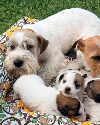 Jack russel terrier
