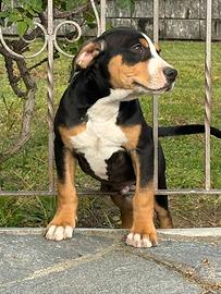 American Pitbull Terrier black Tricolor