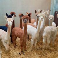 Alpaca per agriturismi