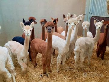 Alpaca per agriturismi