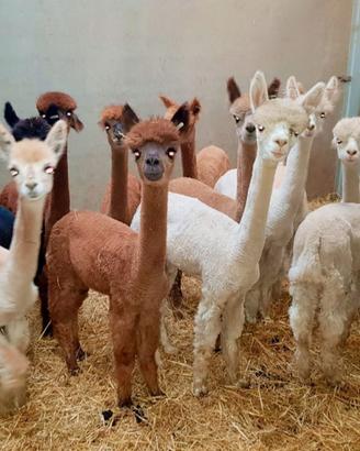 Alpaca per agriturismi