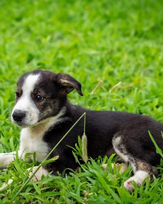 Cucciolo maschio border collie 2 mesi