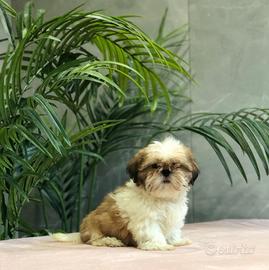 Shih tzu