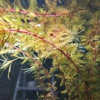Piante acquario