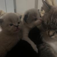 Gattini siberiani ipoallergici