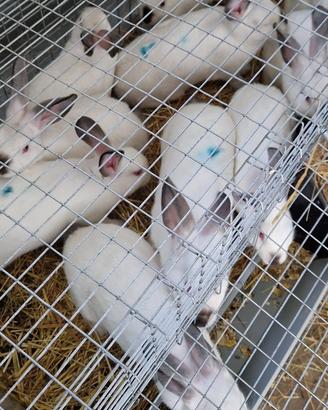 Conigli Californians