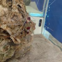 Gambero stenopus hispidus