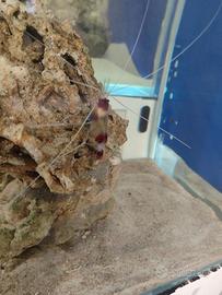 Gambero stenopus hispidus